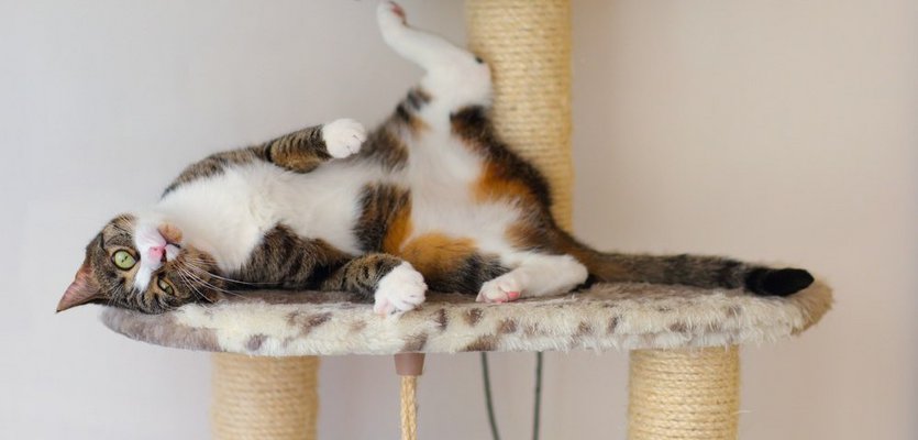 Kater Kasimir