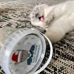 Kater Kasimir, Home & Living brand in Germany
