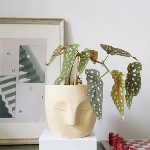 Plant Potheads, Home & Living brand in Netherlands