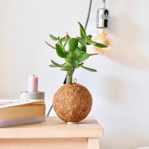 Kokedami Plants, Home & Living brand in Germany
