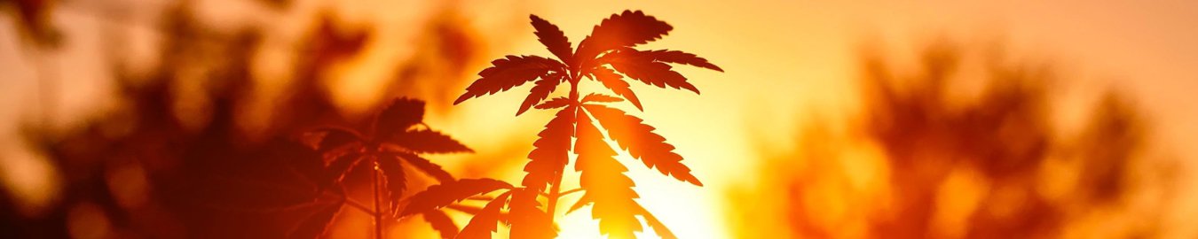 Solid CBD