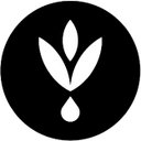 LADOLEA OLIVE OIL