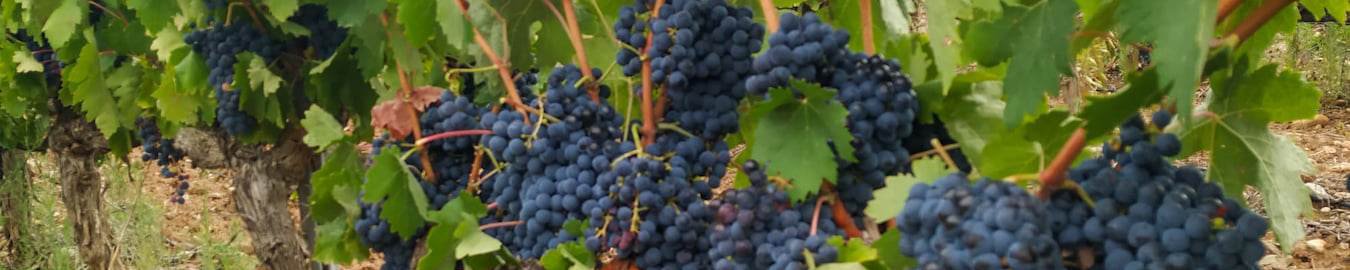 Viñedos y Bodegas Lyng