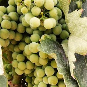 Viñedos y Bodegas Lyng, Food & Beverages brand in Spain
