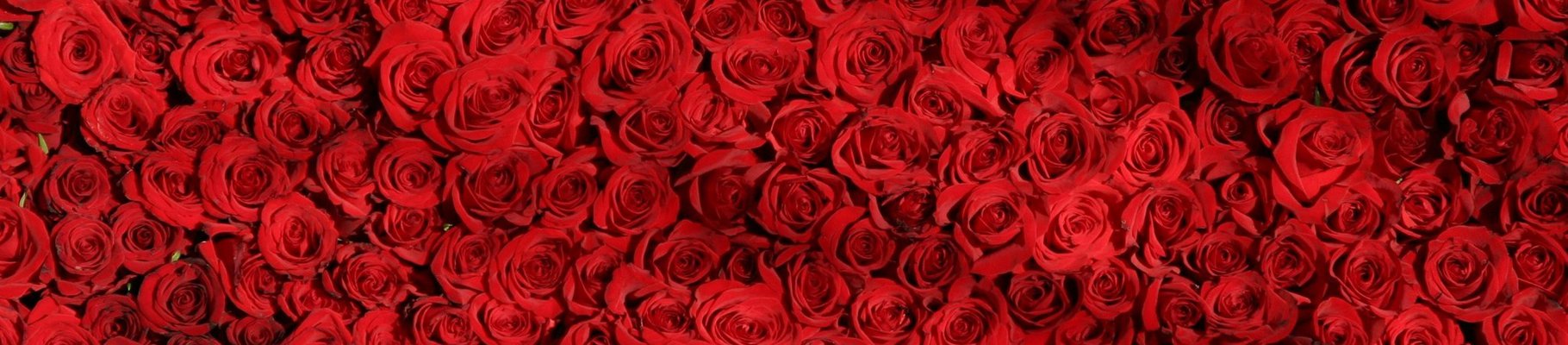 Roses of Eternity