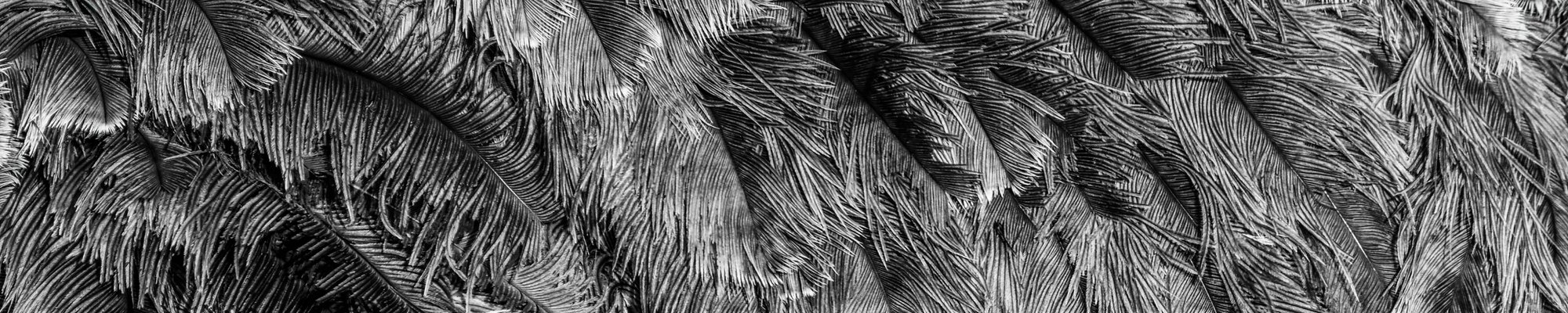 Enkels Feathers
