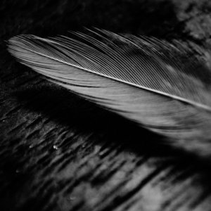 Enkels Feathers, Home & Living brand in Belgium