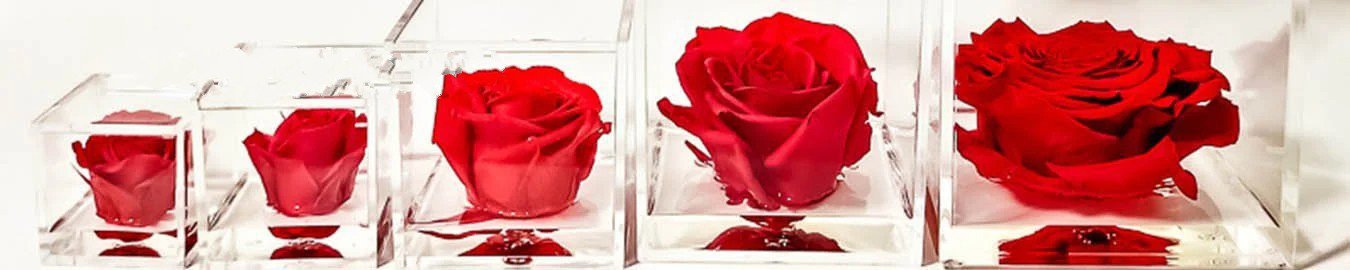 Premium Rose