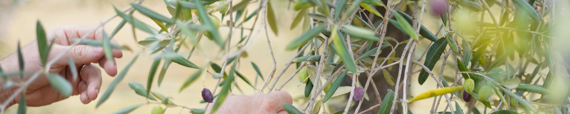 L'Oro Verde Di Puglia