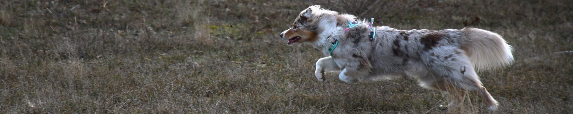 Goofy Goldens