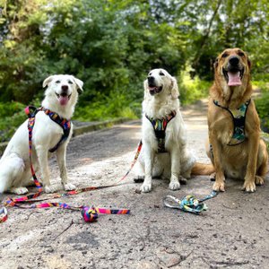 Goofy Goldens, Home & Living brand in France
