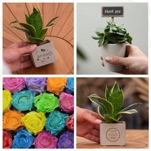 Promoplants, Stationery brand in Netherlands
