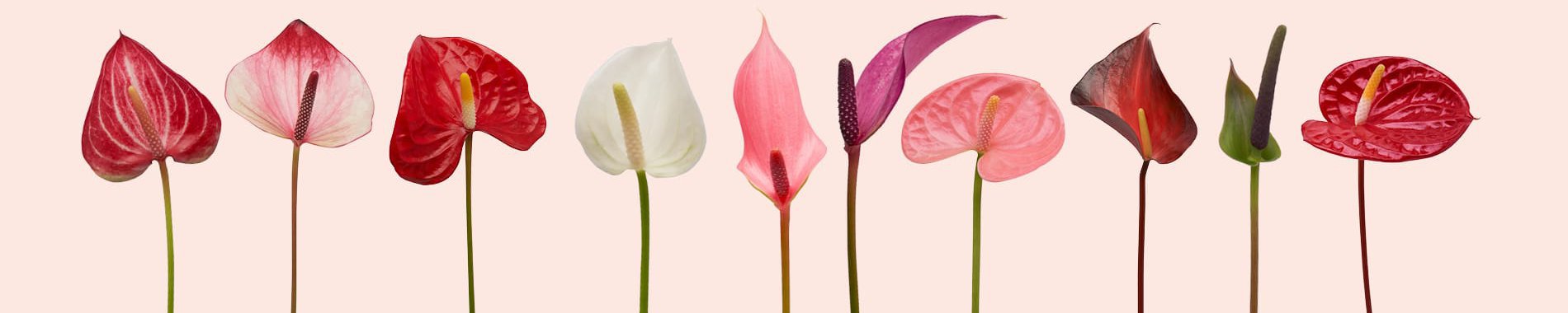 Blooming Luxury