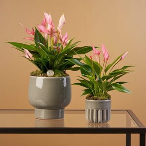 Blooming Luxury, Haus & Wohnen Marke in Niederlande