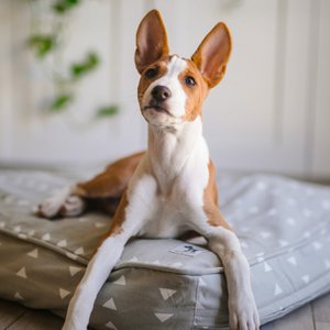 Molly Mutt Europe, Haus & Wohnen Marke in Spanien