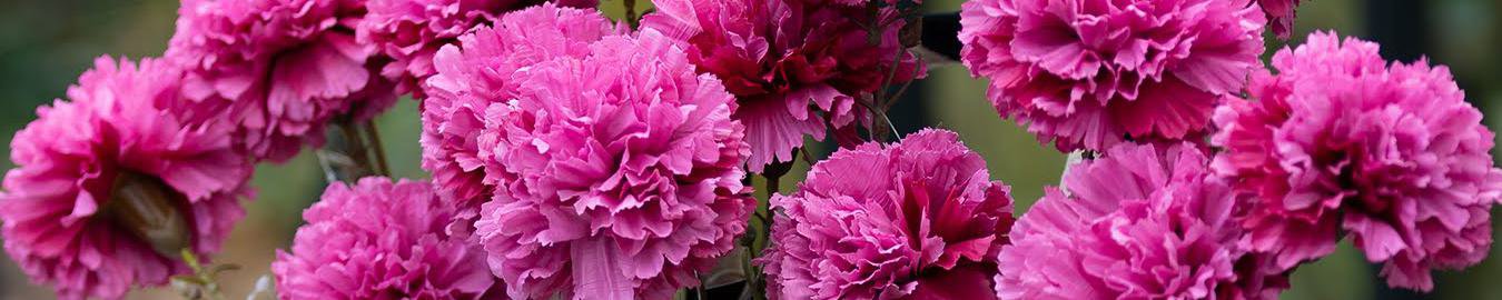 Flower Ambiance