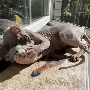 Pawsome Pet Toys