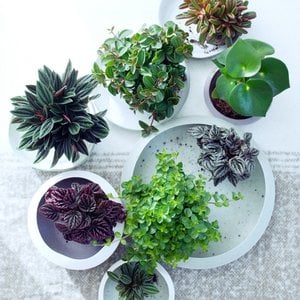 MEERgroothandel Planten, Home & Living merk in Nederland