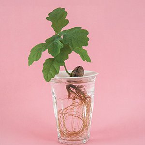 Botanopia, Home & Living brand in Netherlands